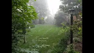 Peace & Joy through Nature
