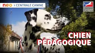 CHIEN PÉDAGOGIQUE - Neo X Centrale Canine