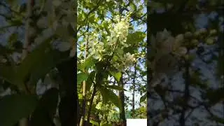 Поэма про Степановку часть 2