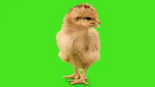 Chicken green screen 4K video | 4k Baby Chicken Green Screen video | chroma key green screen videos