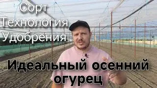 Идеальный огурец в осень. Просто о сложном