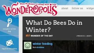 What Do Beekeepers Do With Their Bees In The Winter?