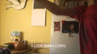 Worlds Fastest Punch