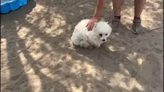 Marshmallow und Bimbi-2