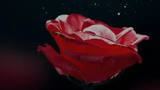 Без тебя - Музыка Виктора Хоборова, слова Ольги Вересняк.