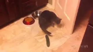 Cats Scared by Cucumbers Compilation