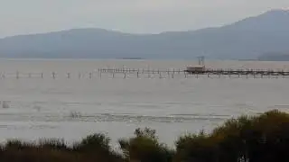 РАманДВ кета лосось приказано уничтожить