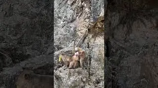 Обезьяны 18+ 😅