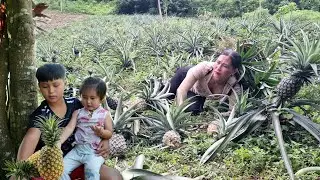 Harvesting honey pineapples to sell at the market | Nhim's health status