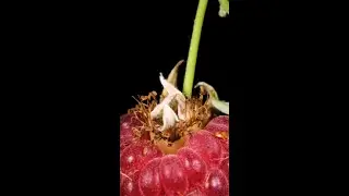 Watch this Rasberry - ASMR