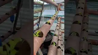 2 weeks Lettuce and Tilapia from Purchased..