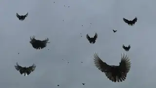 На хвоста, и в гору.