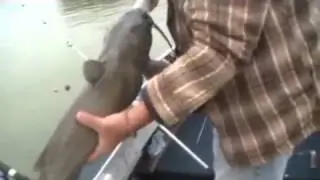 Bad1Fishing Has Luck With Rippin Lips Catfish Bait Leakin Livers