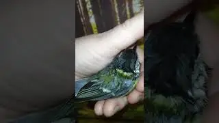 Спасли синичку от котов.