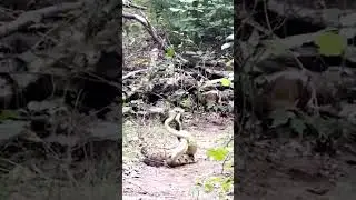 Танец гремучих змей.