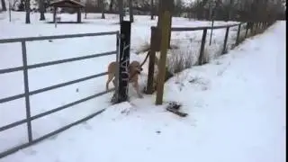 Dog Is Dumb As A Stick