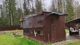 Будапештские голуби! 