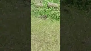 Cobra and Mongoose 4 | Fight | Cobra Mongoose Fight