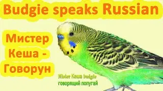 Parrot Kesha is talking. Episode 1.