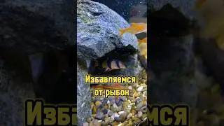 Нашли нового хозяина для рыбок 🐠 