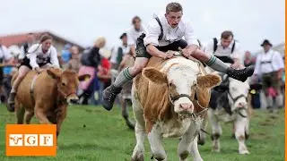 Crazy racing with cows🤣🤣🤣