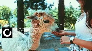 Sapajou - Alpaca [Creative Commons Music | Happy Acoustic Music | Music Creative]