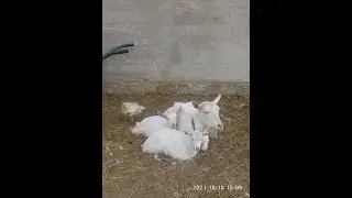Тихая охота у козы?! Что делать?