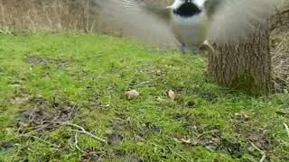 Chickadee lands on my camera