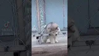 un chiot mignon entrain de jouer