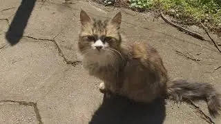 Девически манастир 