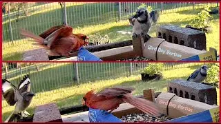 Surprising behavior of Northern Cardinals