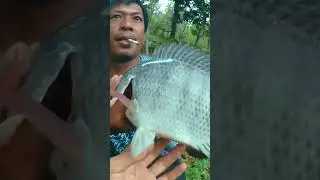 LUAR BIASA! Akhirnya Ikan Terbesar Bisa Naik Juga #mancing #mancingmania #ikanbesar