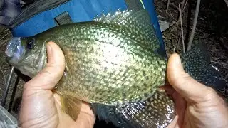 This Bait Worked Best, Crappie Slam Fest