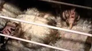 Гамбургер без прикрас