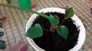 Цветочный микс