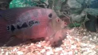 Flowerhorn eating cockroach