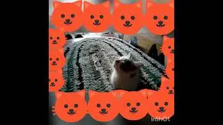 Коты-Воители клип: чёрный бумер Синеглазка!!!