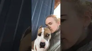 Своя собака самая вкусная #shortvideo #собака #staff #pitbull #стаффорд #стаффордширскийтерьер