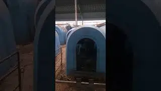 Работа на телятнике - 3
