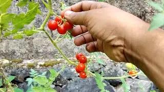 Harvesting ripe red cherry tomatoes from my garden