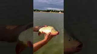 Fishing with worms #fishing #shorts