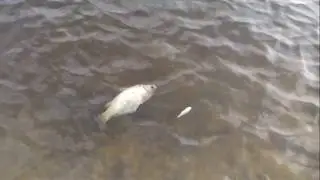 Замор рыбы на озере