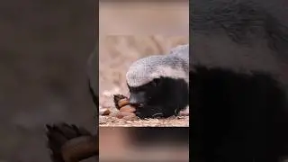 Honey badger - a beast that doesn't care at all