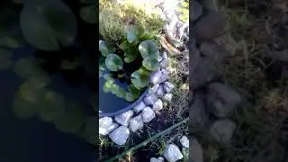 нимфеии