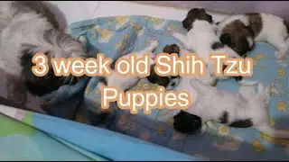3 WEEKS OLD SHIH TZU PUPPIES