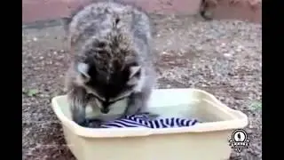 Енот    помощник