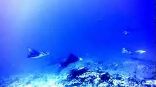 My friends.... Mantas