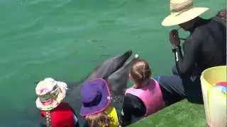 One Smart Dolphin