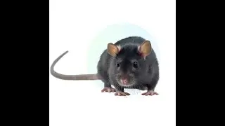 Ratser Max
