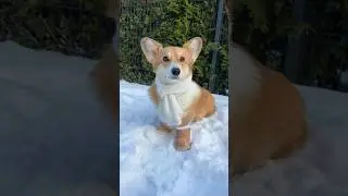 С Первым Днем Зимы ❄️🤍🥰 #корги